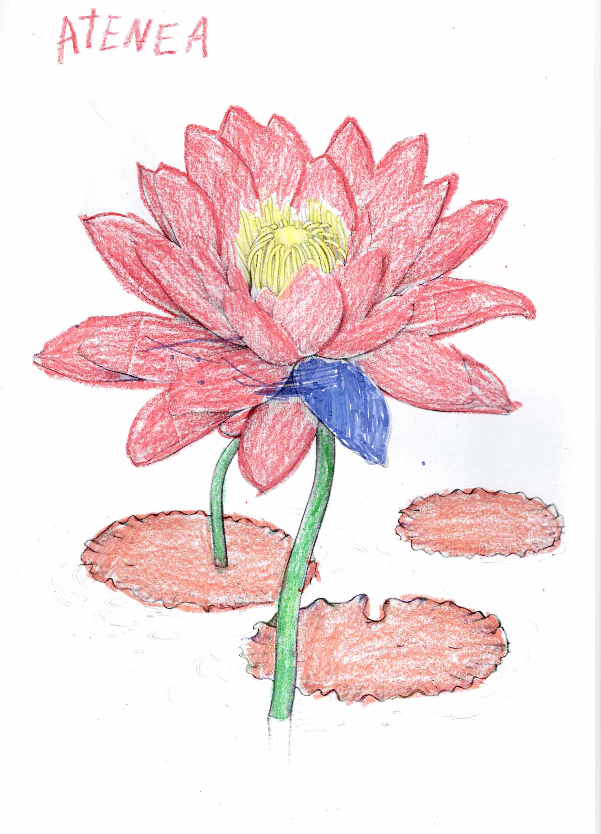 Artwork by Atenea
